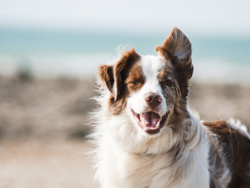 10 Tips for Happy Dogs