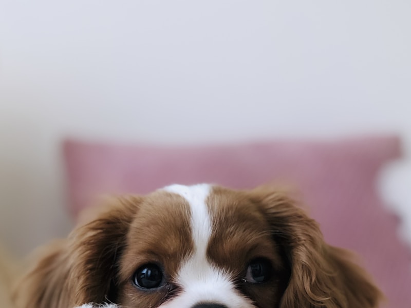 Best Cat Food Guide 2026