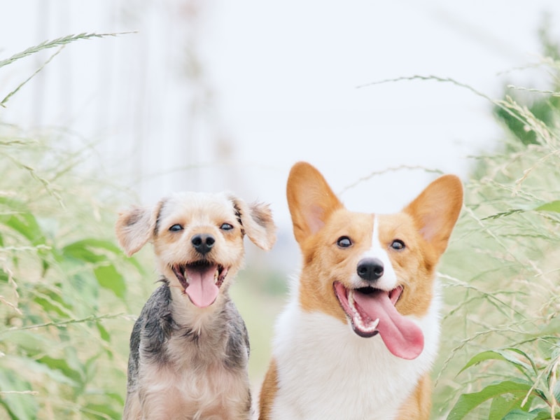 Training Your Puppy