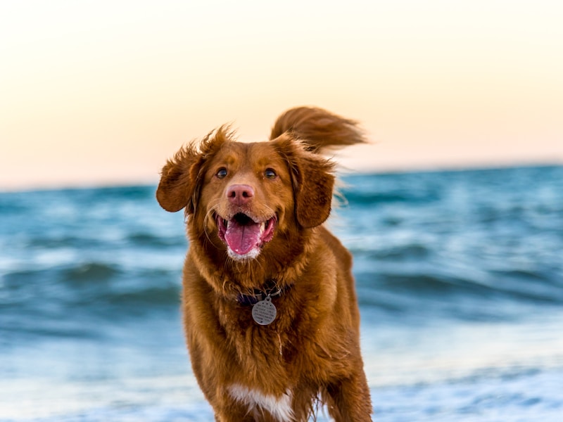 Pet Health Essentials